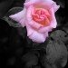 Rose 270609